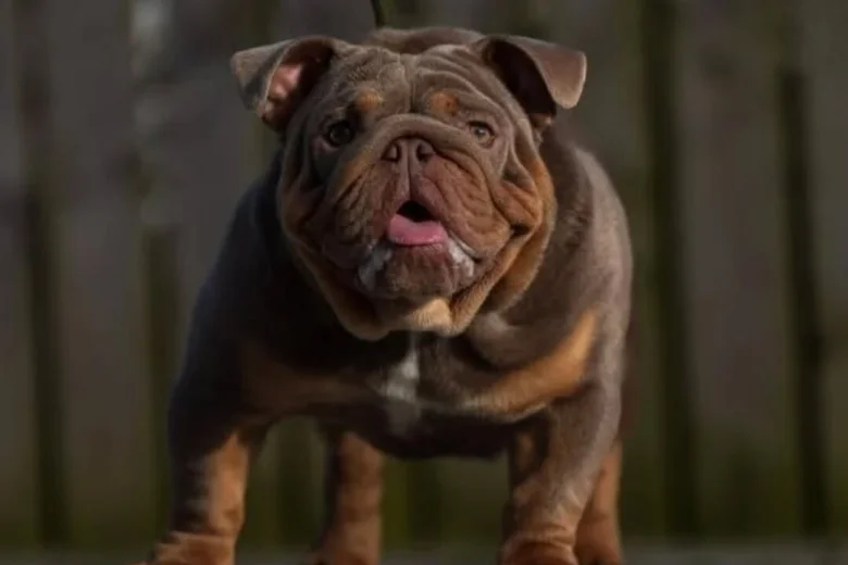 English Bulldog