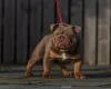English Bulldog