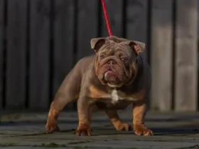 English Bulldog