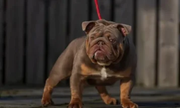 English Bulldog