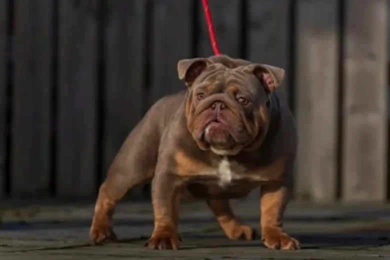 English Bulldog