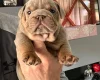 English Bulldog