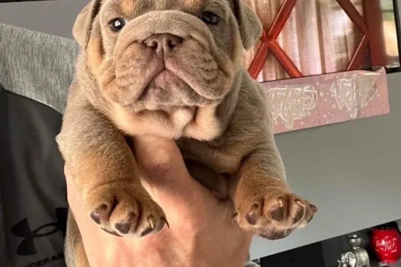English Bulldog