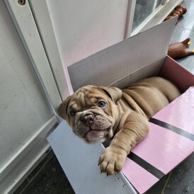 English Bulldog - Both
