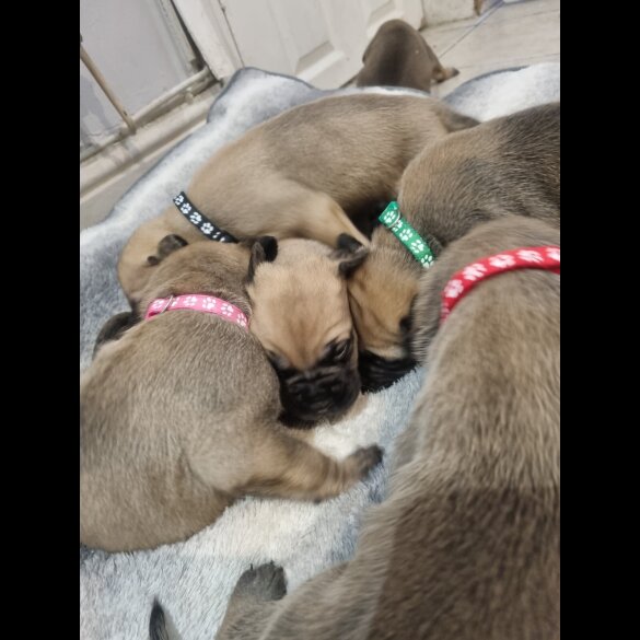 Bullmastiff - Dogs