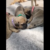 Bullmastiff - Dogs