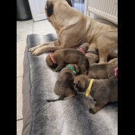 Bullmastiff - Dogs