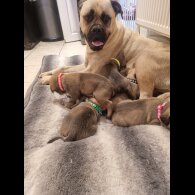 Bullmastiff - Dogs