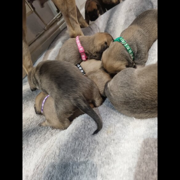 Bullmastiff - Dogs