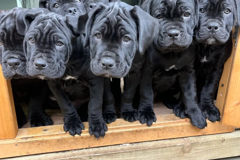 Cane Corso