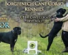 Cane Corso