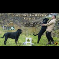 Cane Corso