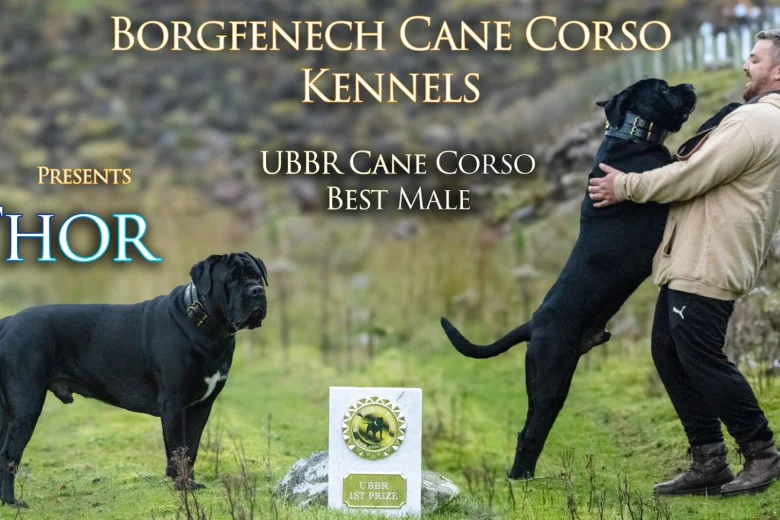 Cane Corso