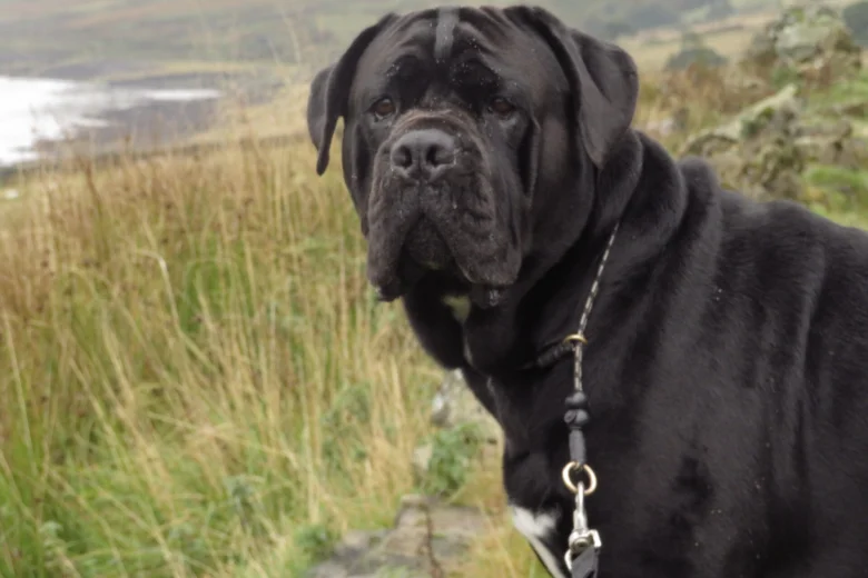 Cane Corso