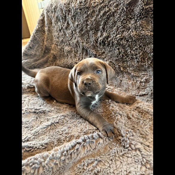 Cane Corso - Both