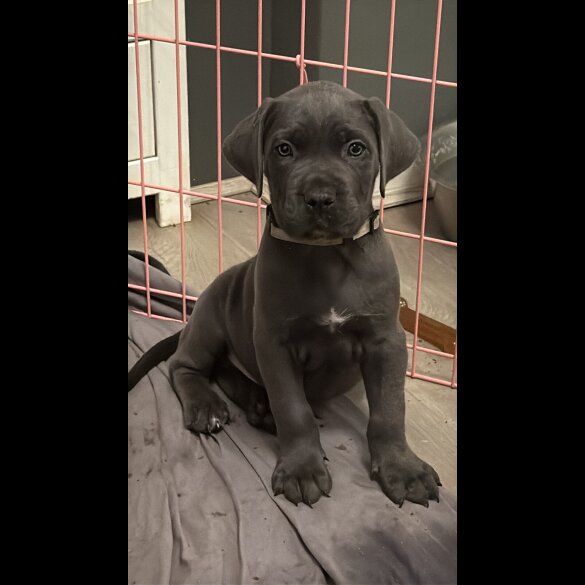 Cane Corso - Both