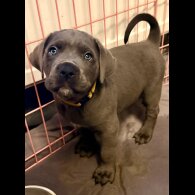 Cane Corso - Both