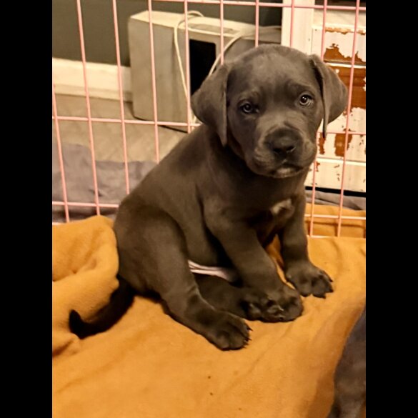 Cane Corso - Both