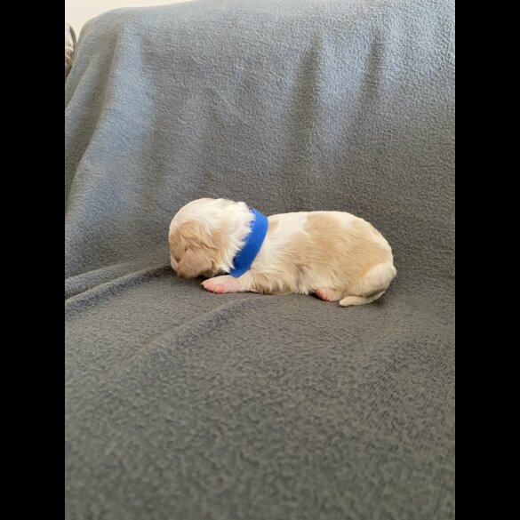 Cavachon - Both