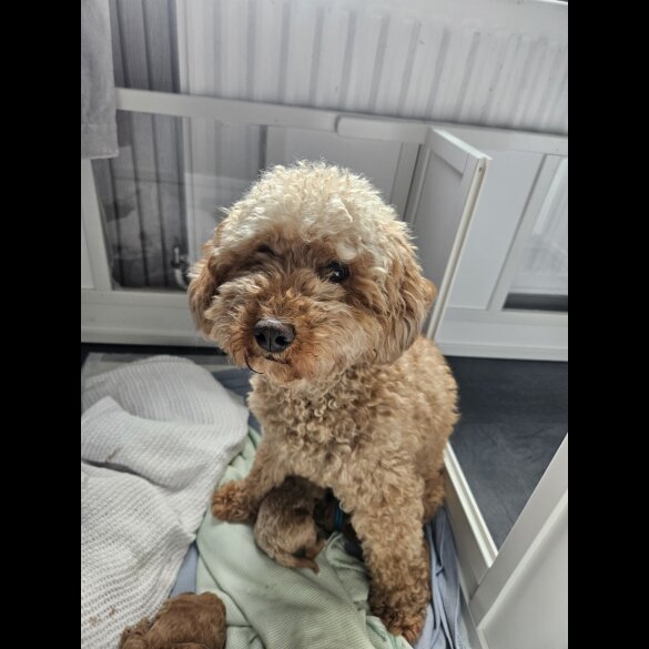 Cavapoo - Both