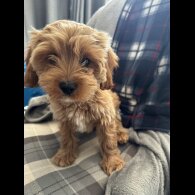 Cavapoo - Both