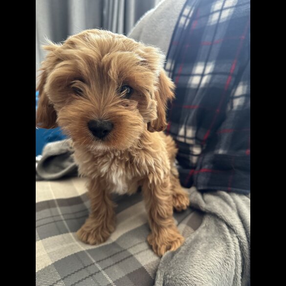 Cavapoo - Both