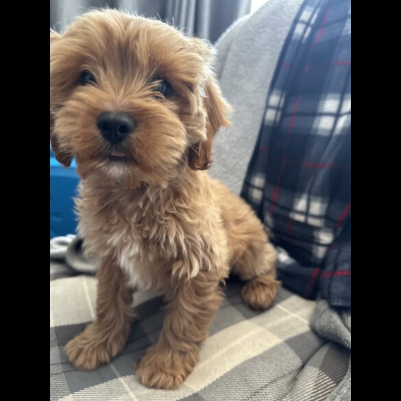 Cavapoo - Both