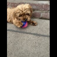 Cavapoo - Both