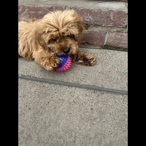 Cavapoo - Both