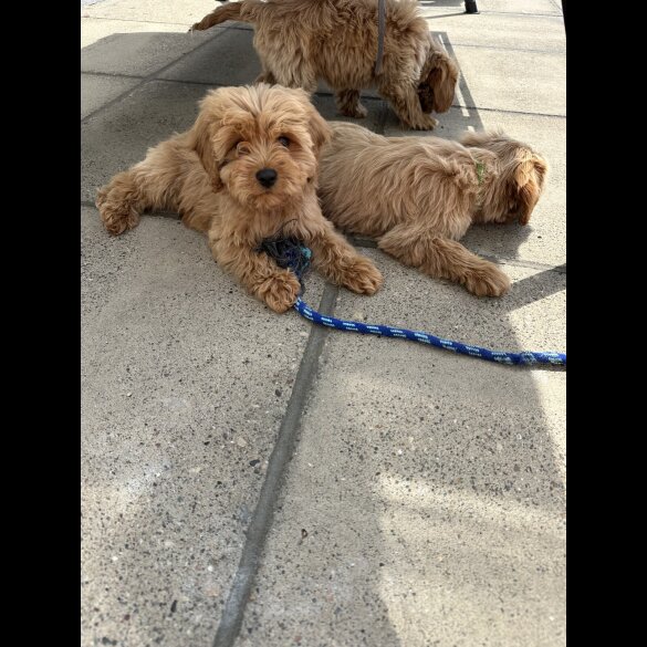 Cavapoo - Both