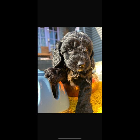 Cavapoo - Both
