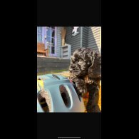 Cavapoo - Both