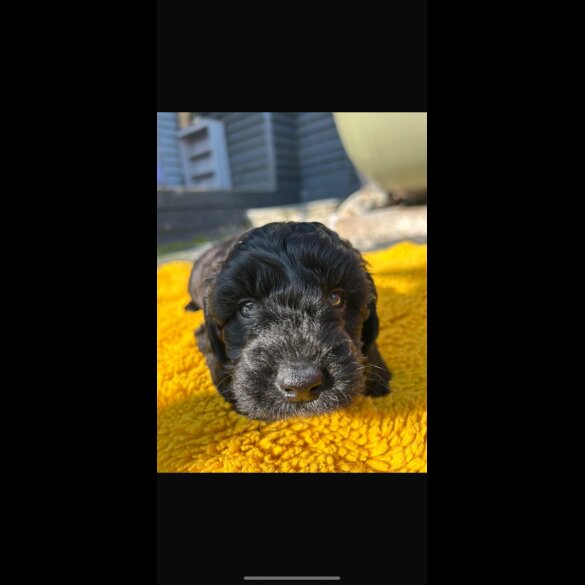 Cavapoo - Both