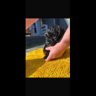 Cavapoo - Both
