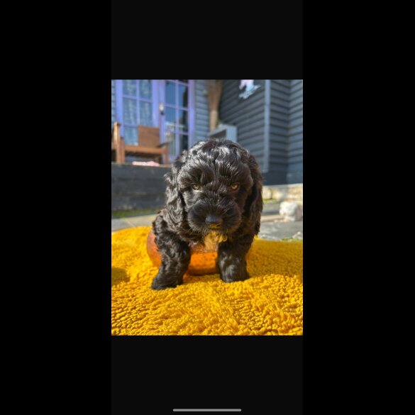 Cavapoo - Both