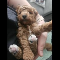 Cavapoo - Both