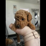 Cavapoo - Both