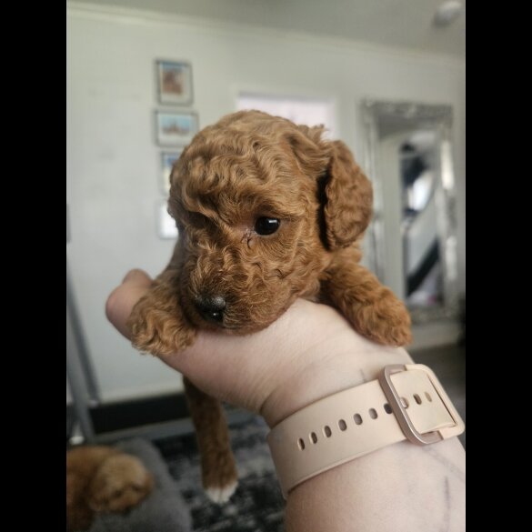 Cavapoo - Both