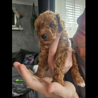 Cavapoo - Both