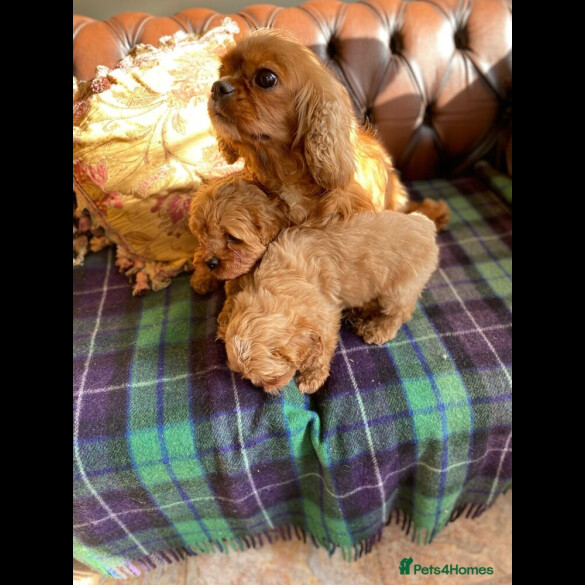 Cavapoo - Both