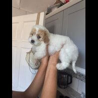Cavapoo - Both