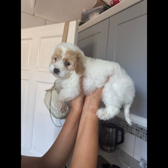 Cavapoo - Both