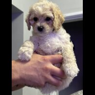 Cavapoo - Both