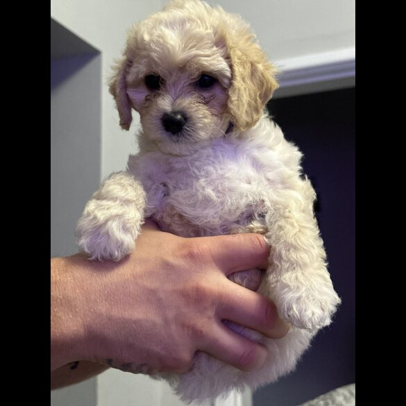 Cavapoo - Both