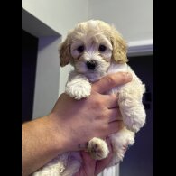 Cavapoo - Both