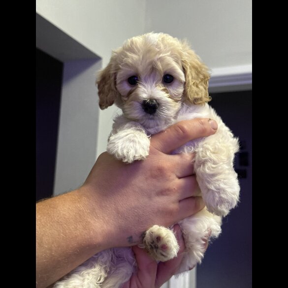 Cavapoo - Both
