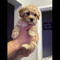 Cavapoo - Both