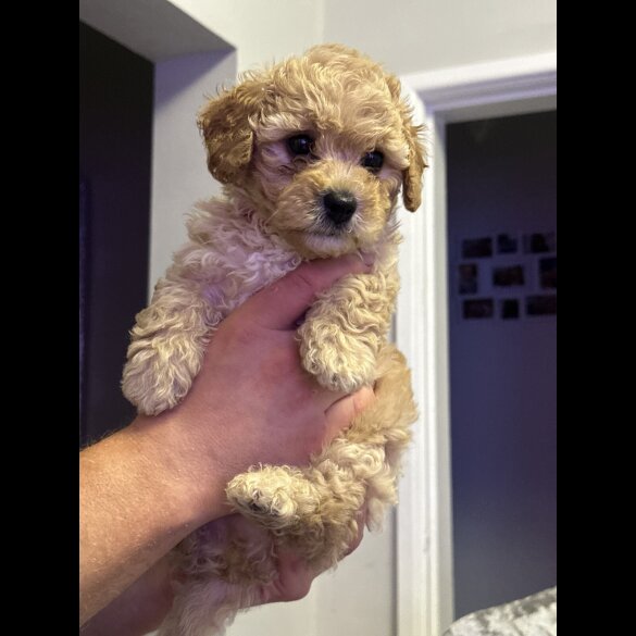 Cavapoo - Both