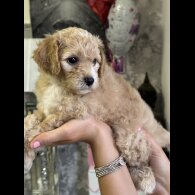 Cavapoo - Both