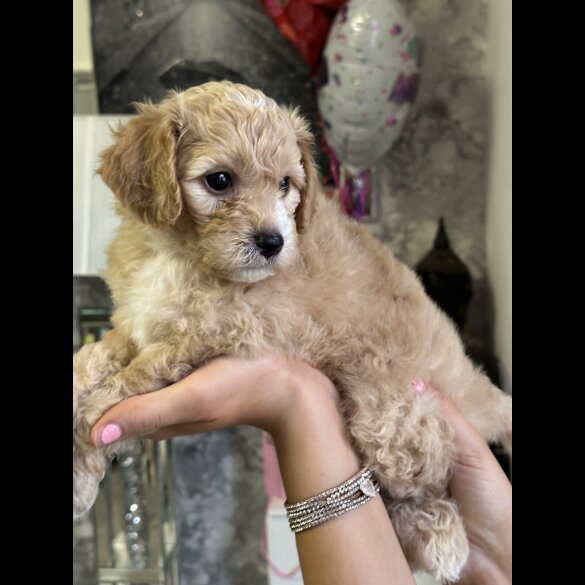 Cavapoo - Both